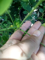 Coleoptera