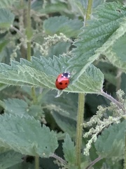 Coccinella septempunctata
