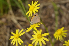 Lycaena phlaeas