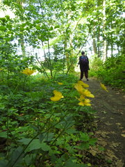 Ranunculus lanuginosus
