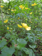 Ranunculus lanuginosus