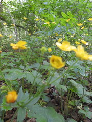 Ranunculus lanuginosus