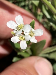 Arabis eschscholtziana