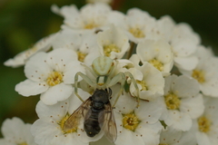 Misumena vatia