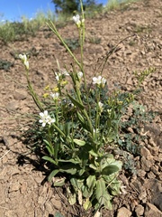 Arabis eschscholtziana
