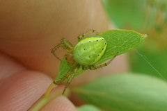 Araniella cucurbitina