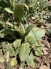 Arabis eschscholtziana