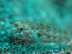 Vanneaugobius canariensis