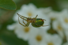 Araniella cucurbitina