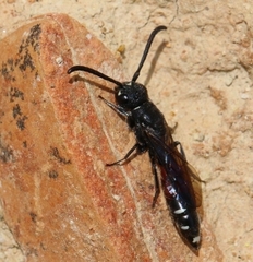 Sapyga quinquepunctata