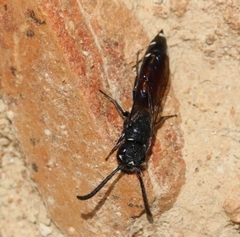 Sapyga quinquepunctata