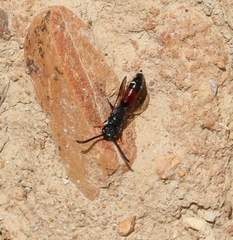 Sapyga quinquepunctata