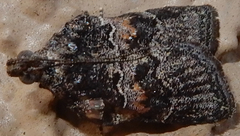 Satole ligniperdalis