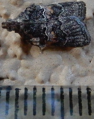 Satole ligniperdalis