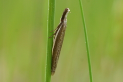 Pleurota