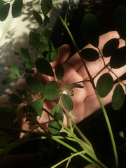 Thomisoidea