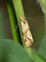 Aethes hartmanniana