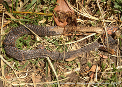 Atractus crassicaudatus