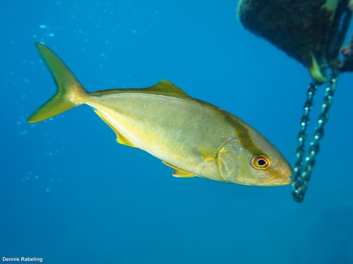 photo of Greater Amberjack (Seriola dumerili)