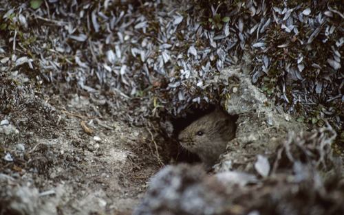 Microtus miurus