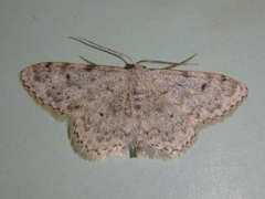 Idaea camparia