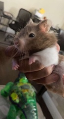 Mesocricetus auratus