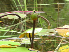 Nymphaea rudgeana