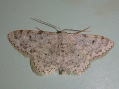 Idaea camparia