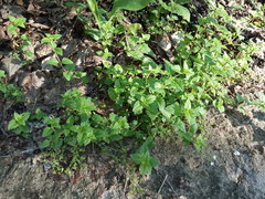 Veronica peduncularis