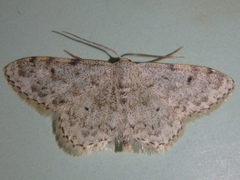 Idaea camparia