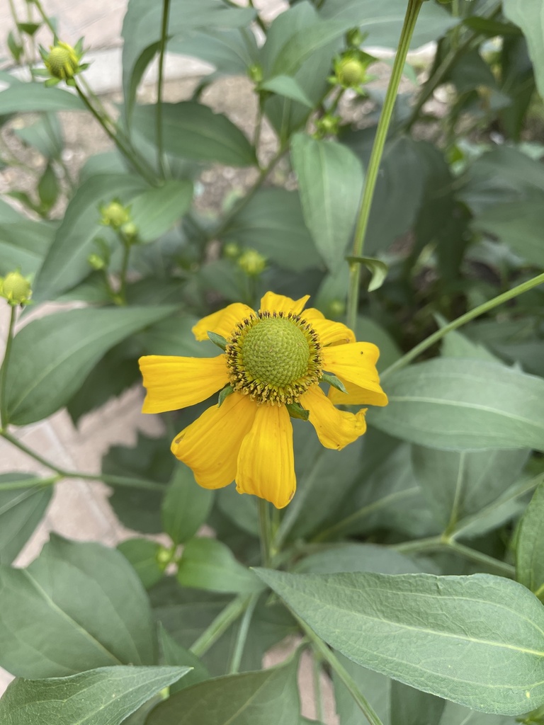 sunflowers, daisies, asters, and allies from Dallas County, USTX, US