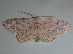 Idaea camparia