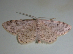 Idaea camparia