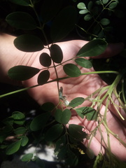 Thomisoidea