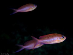 Anthias anthias