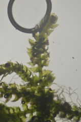 Cephaloziella turneri