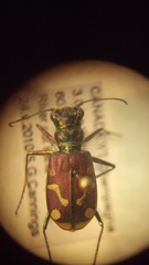 Cicindela decemnotata