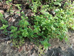 Veronica peduncularis