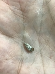 Microceramus pontificus