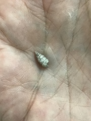 Microceramus pontificus