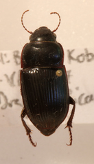Euryderus grossus
