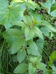 Lysimachia verticillaris