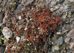 Ptychostomum pallens