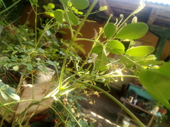 Thomisoidea