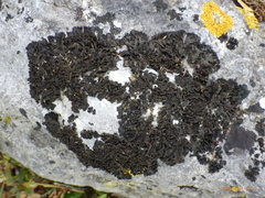 Lathagrium latzelii