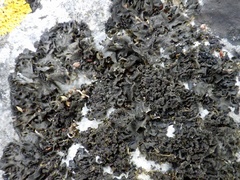 Lathagrium latzelii