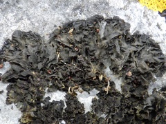 Lathagrium latzelii