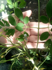 Thomisoidea