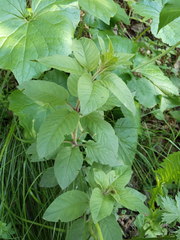 Lysimachia verticillaris