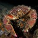 Sponge Crab - Photo (c) Dennis Rabeling, some rights reserved (CC BY-NC-ND), uploaded by Dennis Rabeling